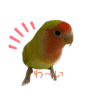 インコの1週間（個別スタンプ：20）