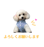 古川ぺこの日常スタンプ（個別スタンプ：3）