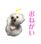 古川ぺこの日常スタンプ（個別スタンプ：5）
