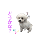 古川ぺこの日常スタンプ（個別スタンプ：9）