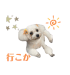 古川ぺこの日常スタンプ（個別スタンプ：11）