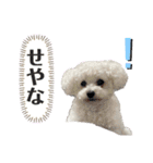 古川ぺこの日常スタンプ（個別スタンプ：17）