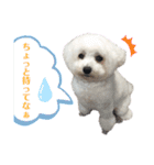 古川ぺこの日常スタンプ（個別スタンプ：20）