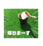 ニャンダブルライフ（個別スタンプ：6）