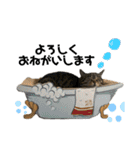 ニャンダブルライフ（個別スタンプ：7）