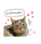ニャンダブルライフ（個別スタンプ：11）