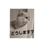 ペルシャ猫のペルくん（個別スタンプ：7）