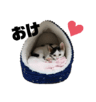 仕事用⑧（個別スタンプ：4）