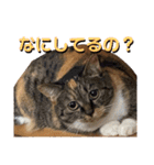 愛猫もふもふ（個別スタンプ：5）