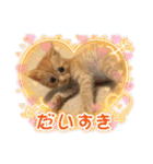 愛猫もふもふ（個別スタンプ：22）