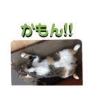 愛猫もふもふ（個別スタンプ：33）