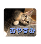 愛猫もふもふ（個別スタンプ：37）