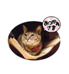 愛猫もふもふ（個別スタンプ：38）