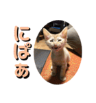 愛猫もふもふ（個別スタンプ：39）