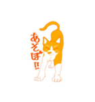 ハチワレ（オレンジ）（個別スタンプ：9）