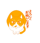 ハチワレ（オレンジ）（個別スタンプ：12）