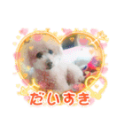 トイプードルのれおくん2（個別スタンプ：2）