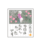 トイプードルのれおくん2（個別スタンプ：6）