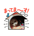 トイプードルのれおくん2（個別スタンプ：7）