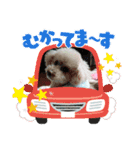 トイプードルのれおくん2（個別スタンプ：14）