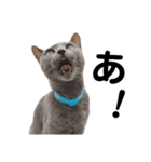 走り出せ！犬猫狸のきむち（個別スタンプ：1）