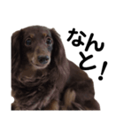 走り出せ！犬猫狸のきむち（個別スタンプ：3）