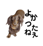 走り出せ！犬猫狸のきむち（個別スタンプ：6）