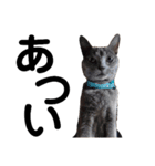 走り出せ！犬猫狸のきむち（個別スタンプ：11）