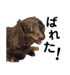 走り出せ！犬猫狸のきむち（個別スタンプ：13）