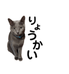 走り出せ！犬猫狸のきむち（個別スタンプ：14）