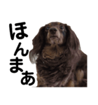走り出せ！犬猫狸のきむち（個別スタンプ：16）