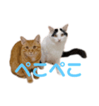 もてつのスタンプ！（個別スタンプ：15）
