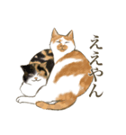 リアルにゃんこ〜日常会話〜（個別スタンプ：1）