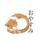 リアルにゃんこ〜日常会話〜（個別スタンプ：3）