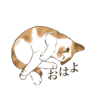 リアルにゃんこ〜日常会話〜（個別スタンプ：4）