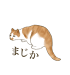 リアルにゃんこ〜日常会話〜（個別スタンプ：6）
