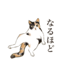 リアルにゃんこ〜日常会話〜（個別スタンプ：7）