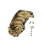 リアルにゃんこ〜日常会話〜（個別スタンプ：9）