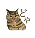 リアルにゃんこ〜日常会話〜（個別スタンプ：10）