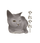 リアルにゃんこ〜日常会話〜（個別スタンプ：12）