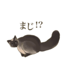 リアルにゃんこ〜日常会話〜（個別スタンプ：13）