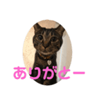 てつー あんど ねこ 24（個別スタンプ：1）