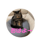 てつー あんど ねこ 24（個別スタンプ：3）