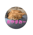 てつー あんど ねこ 24（個別スタンプ：4）