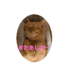 てつー あんど ねこ 24（個別スタンプ：6）