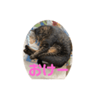 てつー あんど ねこ 24（個別スタンプ：8）