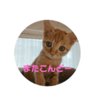 てつー あんど ねこ 24（個別スタンプ：12）