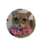 てつー あんど ねこ 24（個別スタンプ：15）