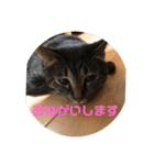 てつー あんど ねこ 24（個別スタンプ：20）