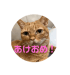 てつー あんど ねこ 24（個別スタンプ：22）